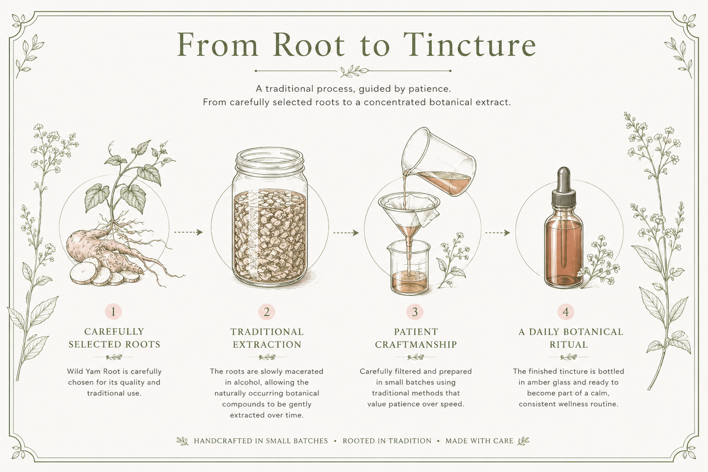 An illustrated infographic titled 'From Root to Tincture' with four labeled steps showing botanical roots, a mason jar, pouring liquid, and a dropper bottle, plus descriptive text on a cream background with decorative border and plant drawings.