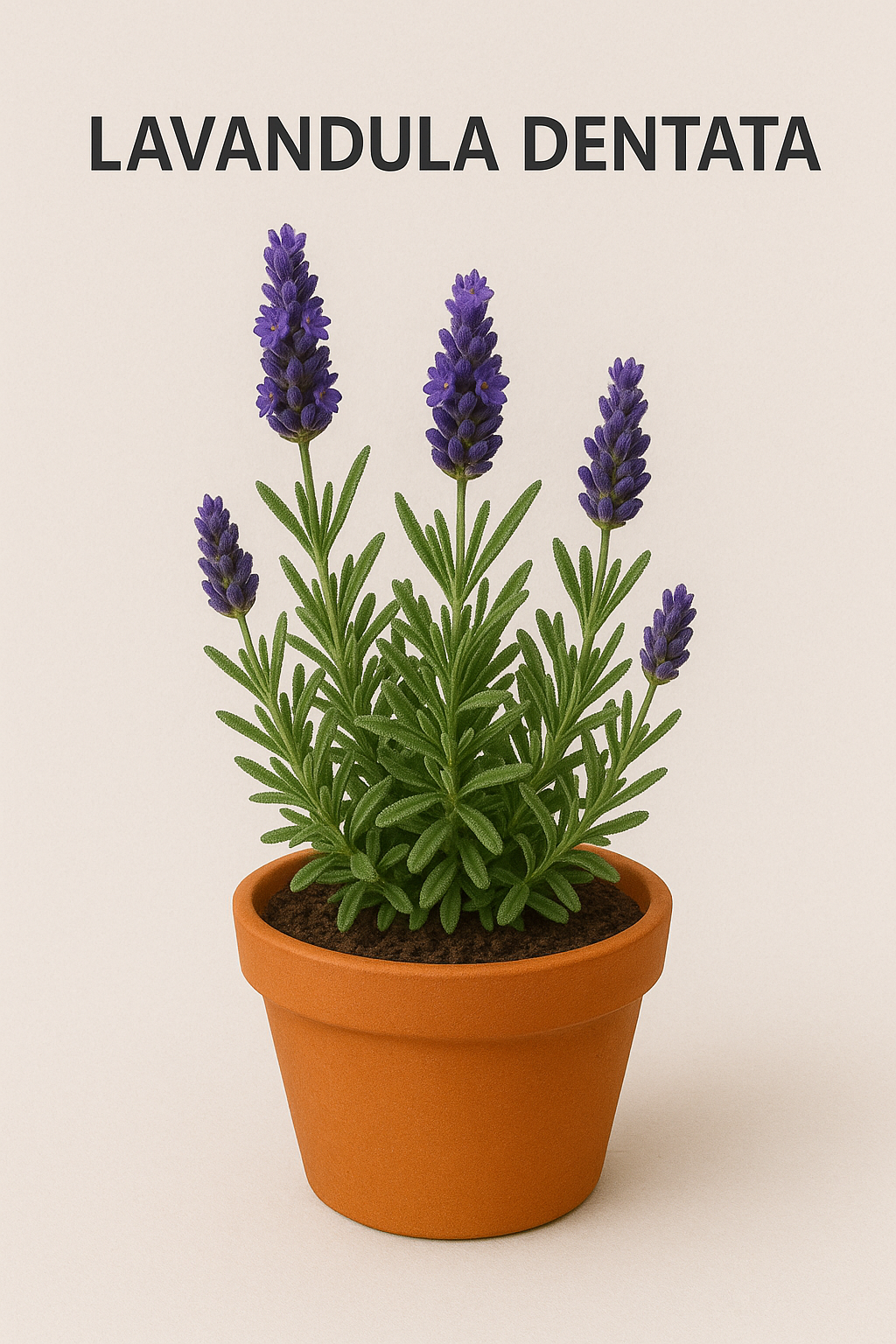 Potted plant of Lavandula dentata with purple flowers on a beige background