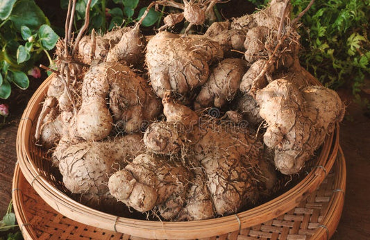 Dioscorea villosa - Wild Yam - Flowers from my Meadow