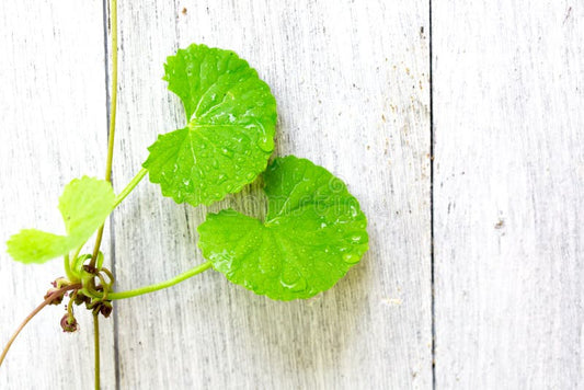 Unlocking the Health Benefits of Gotu Kola: A Scientific Journey - Flowers from my Meadow