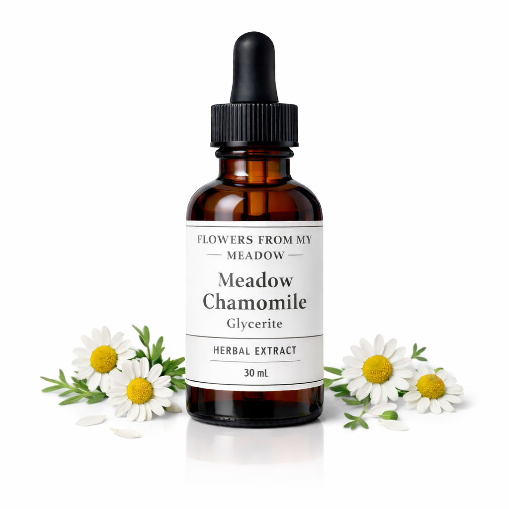 Bottle of Meadow Chamomile Herbal Extract with dropper surrounded by chamomile flowers on a white background