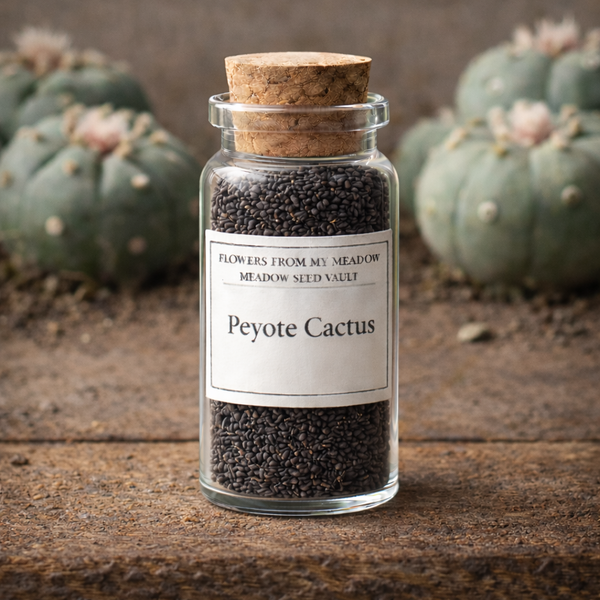 Peyote Cactus (Lophophora williamsii)