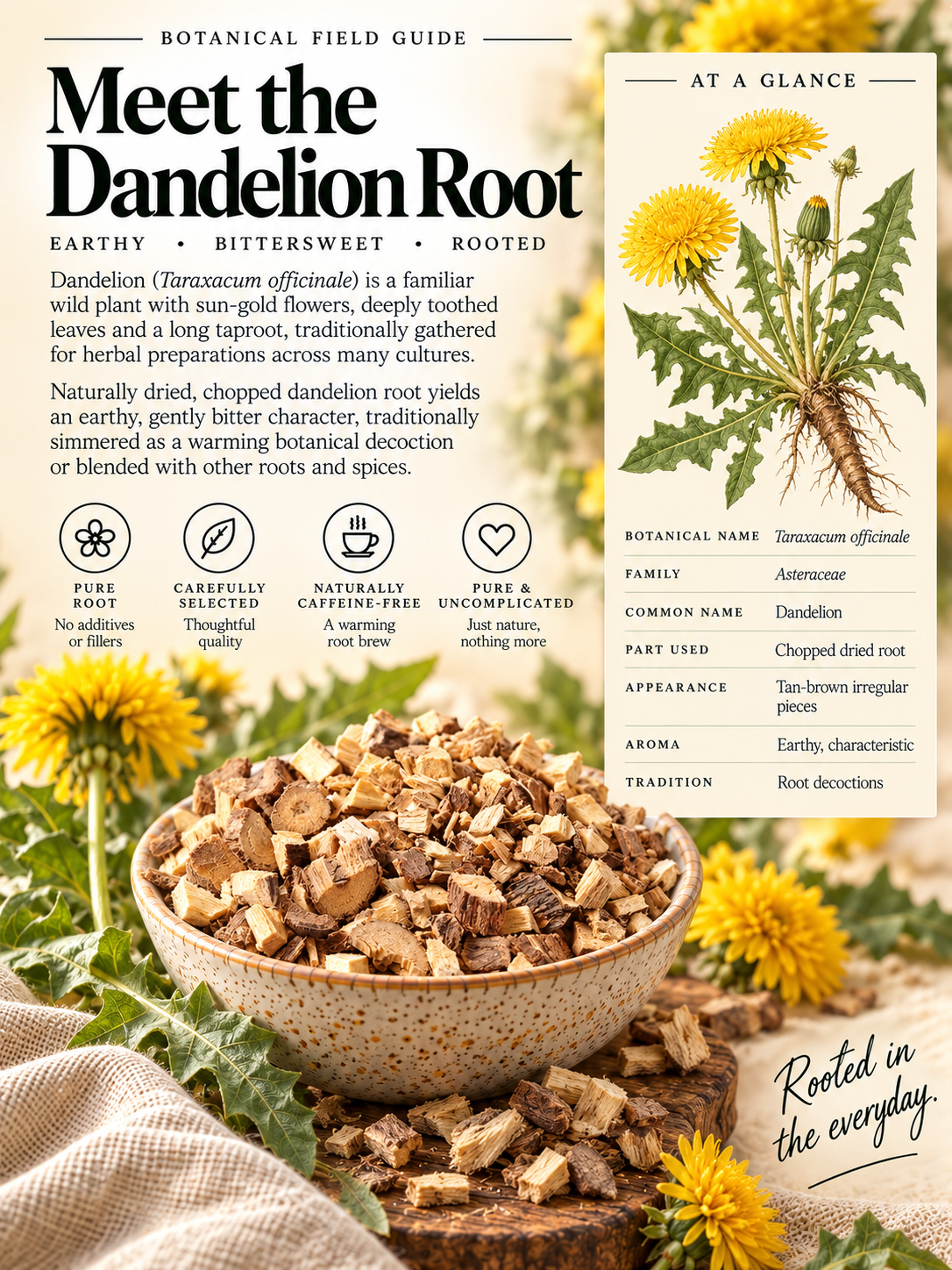 Dandelion Root botanical field guide featuring chopped dried Taraxacum officinale roots in a speckled ceramic bowl, yellow dandelion flowers, deeply toothed green leaves, botanical illustration and traditional root preparation details.