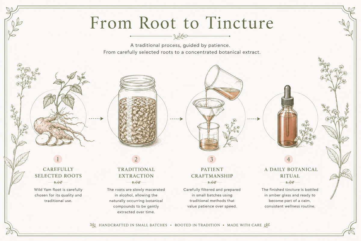 An illustrated infographic titled 'From Root to Tincture' with four labeled steps showing botanical roots, a mason jar, pouring liquid, and a dropper bottle, plus descriptive text on a cream background with decorative border and plant drawings.