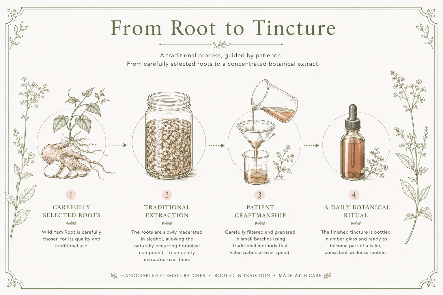 An illustrated infographic titled 'From Root to Tincture' with four labeled steps showing botanical roots, a mason jar, pouring liquid, and a dropper bottle, plus descriptive text on a cream background with decorative border and plant drawings.