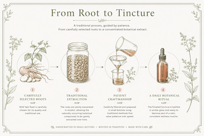 An illustrated infographic titled 'From Root to Tincture' with four labeled steps showing botanical roots, a mason jar, pouring liquid, and a dropper bottle, plus descriptive text on a cream background with decorative border and plant drawings.