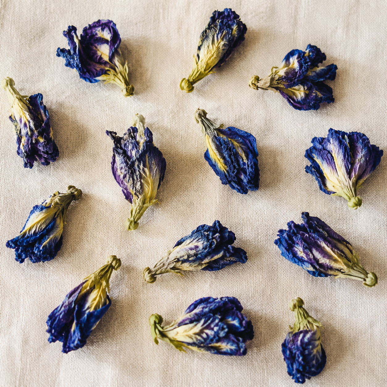 Individual dried Blue Butterfly Pea Flowers arranged on warm ivory linen, showing their natural blue and violet petals.