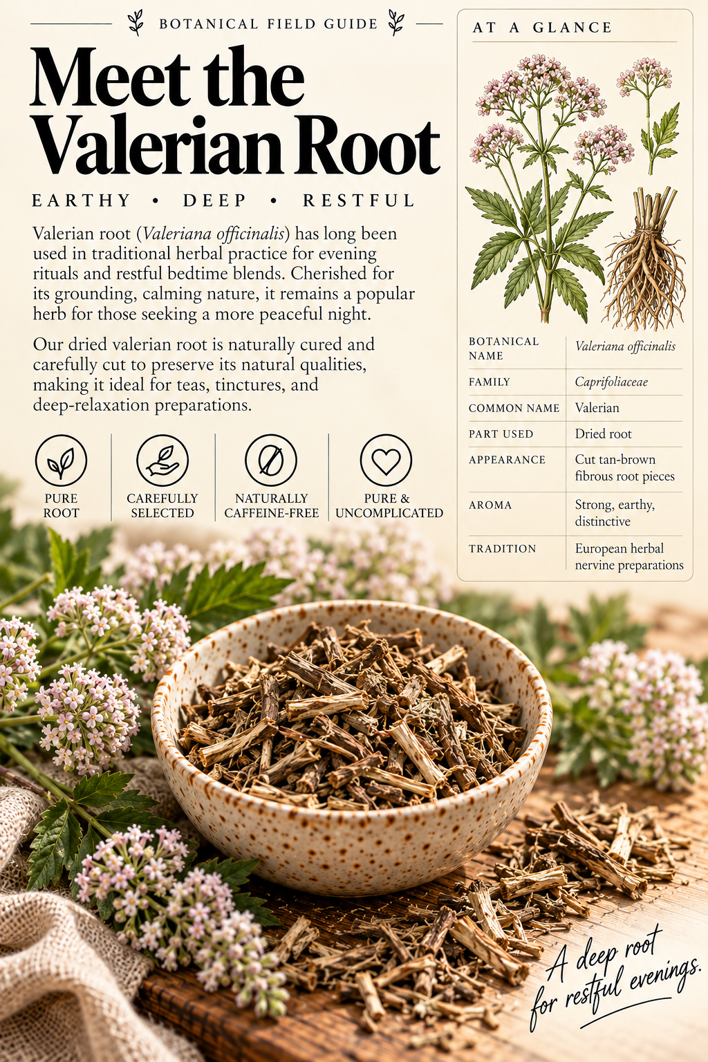 Valerian Root botanical guide.