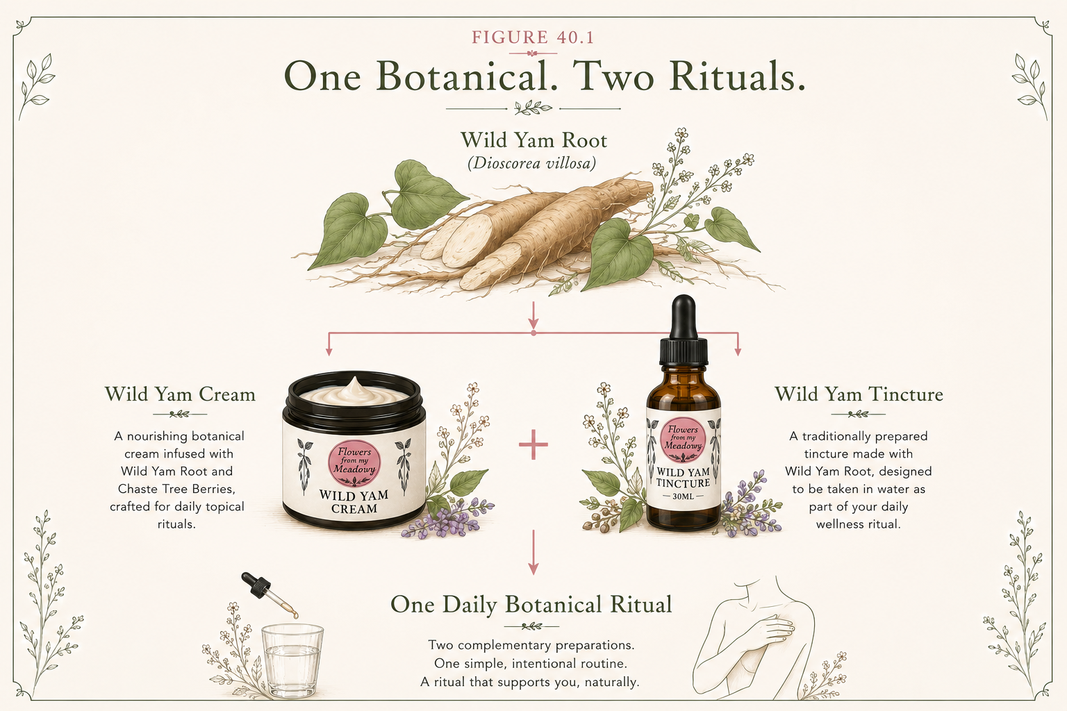 Illustration showing Wild Yam Root transforming into Wild Yam Cream and Wild Yam Tincture as part of one daily botanical ritual