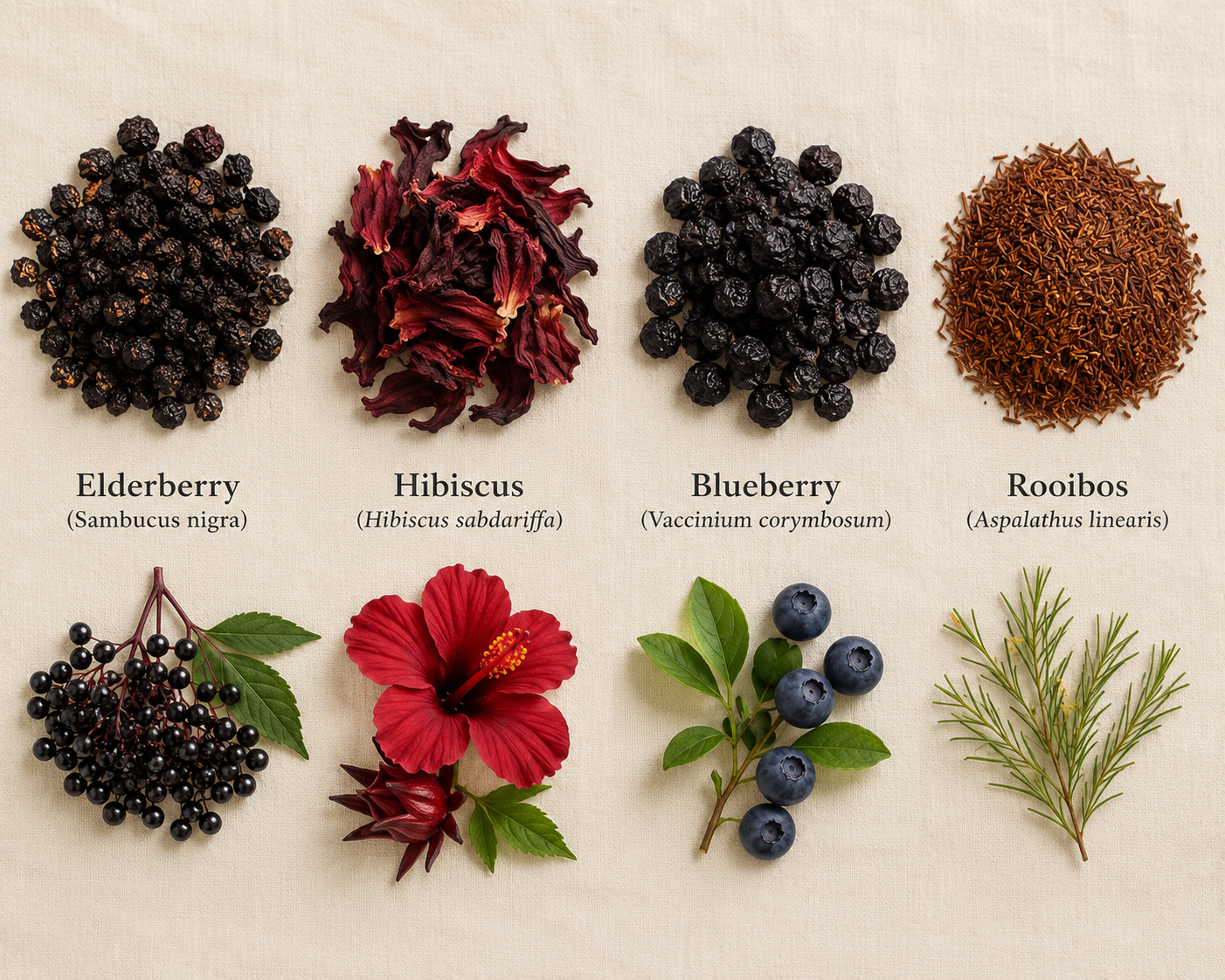 Key botanicals in Berry Blossom Tea showing elderberry, hibiscus, blueberry and rooibos in dried and fresh forms