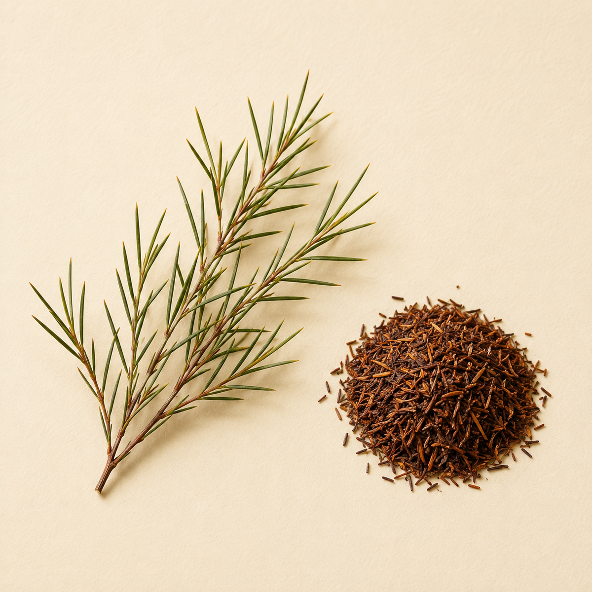Rooibos botanical
