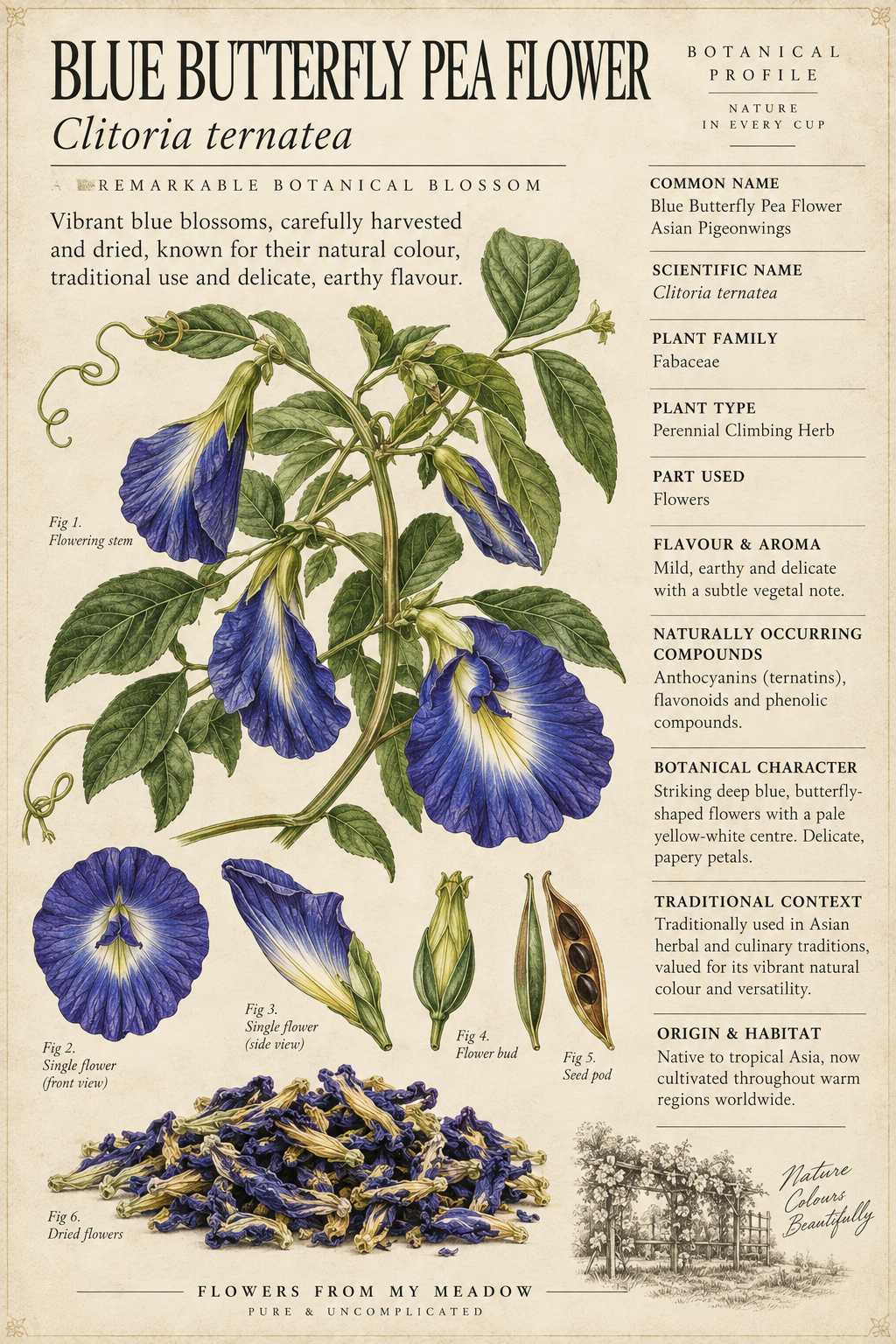 Vintage botanical profile of Blue Butterfly Pea Flower showing Clitoria ternatea, dried flowers and botanical details