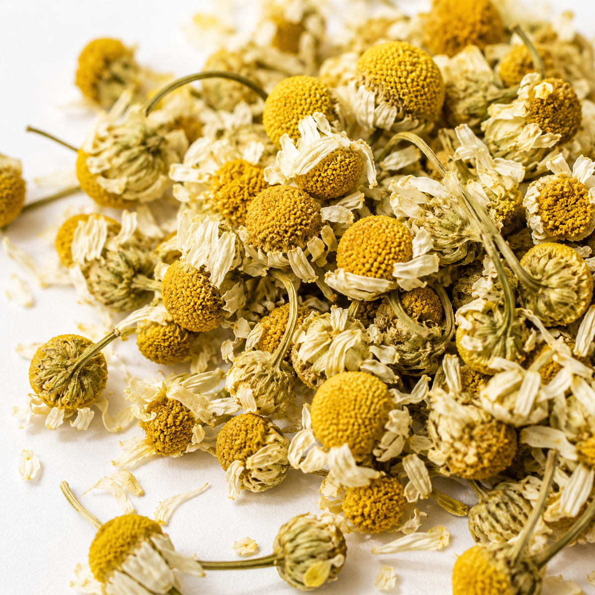 Close-up of dried Chamomile Flowers showing golden flower heads and delicate cream petals