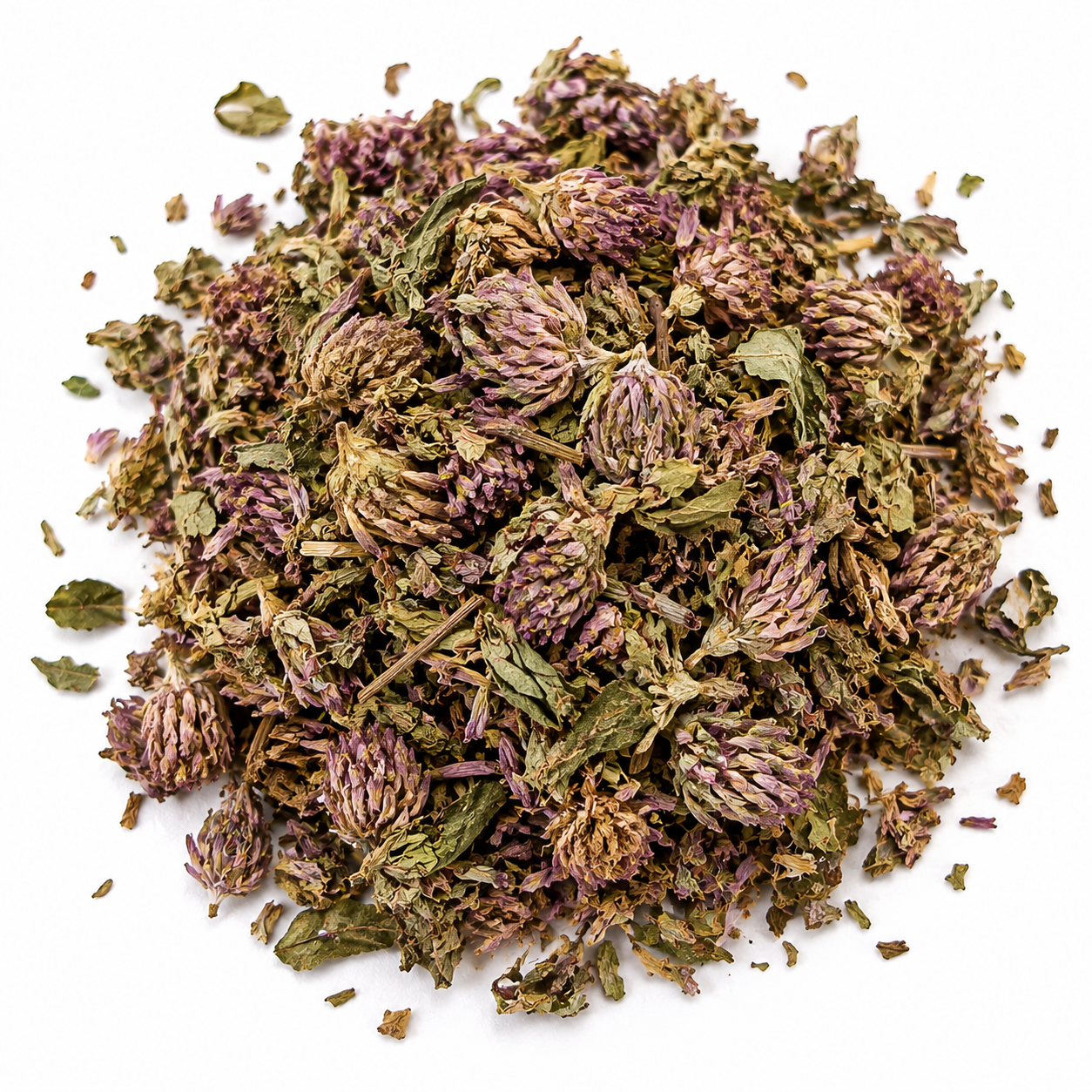 Dried Red Clover Blossoms Trifolium pratense on a white background