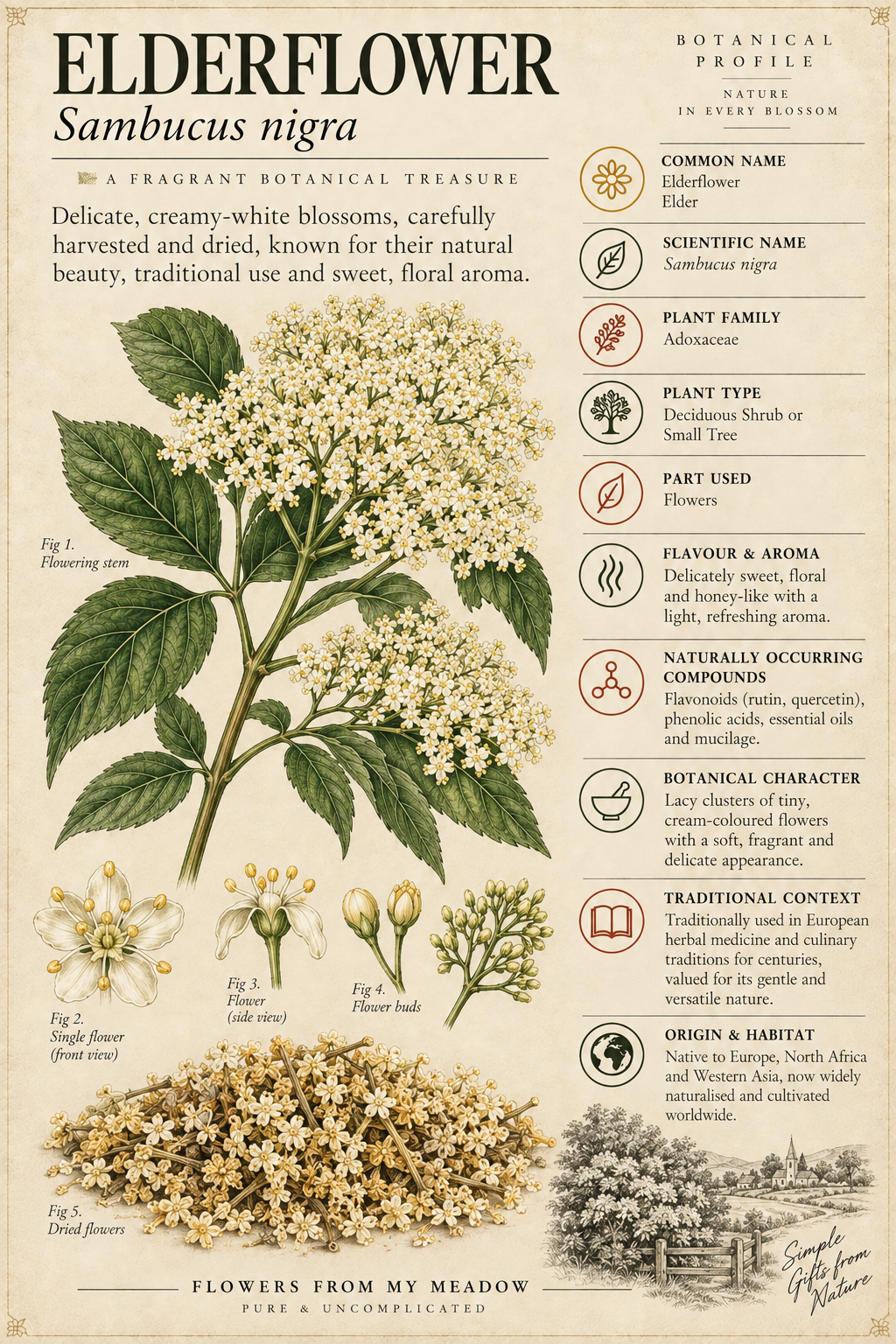 Vintage botanical profile of Elderflower showing Sambucus nigra blossoms, dried flowers and key botanical information