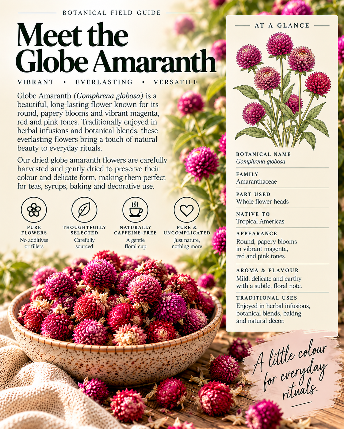 Botanical field guide to Globe Amaranth Flowers (Gomphrena globosa), featuring vibrant magenta, pink and red dried flower heads in a rustic ceramic bowl, botanical illustrations, plant characteristics, traditional uses and an At a Glance information panel.