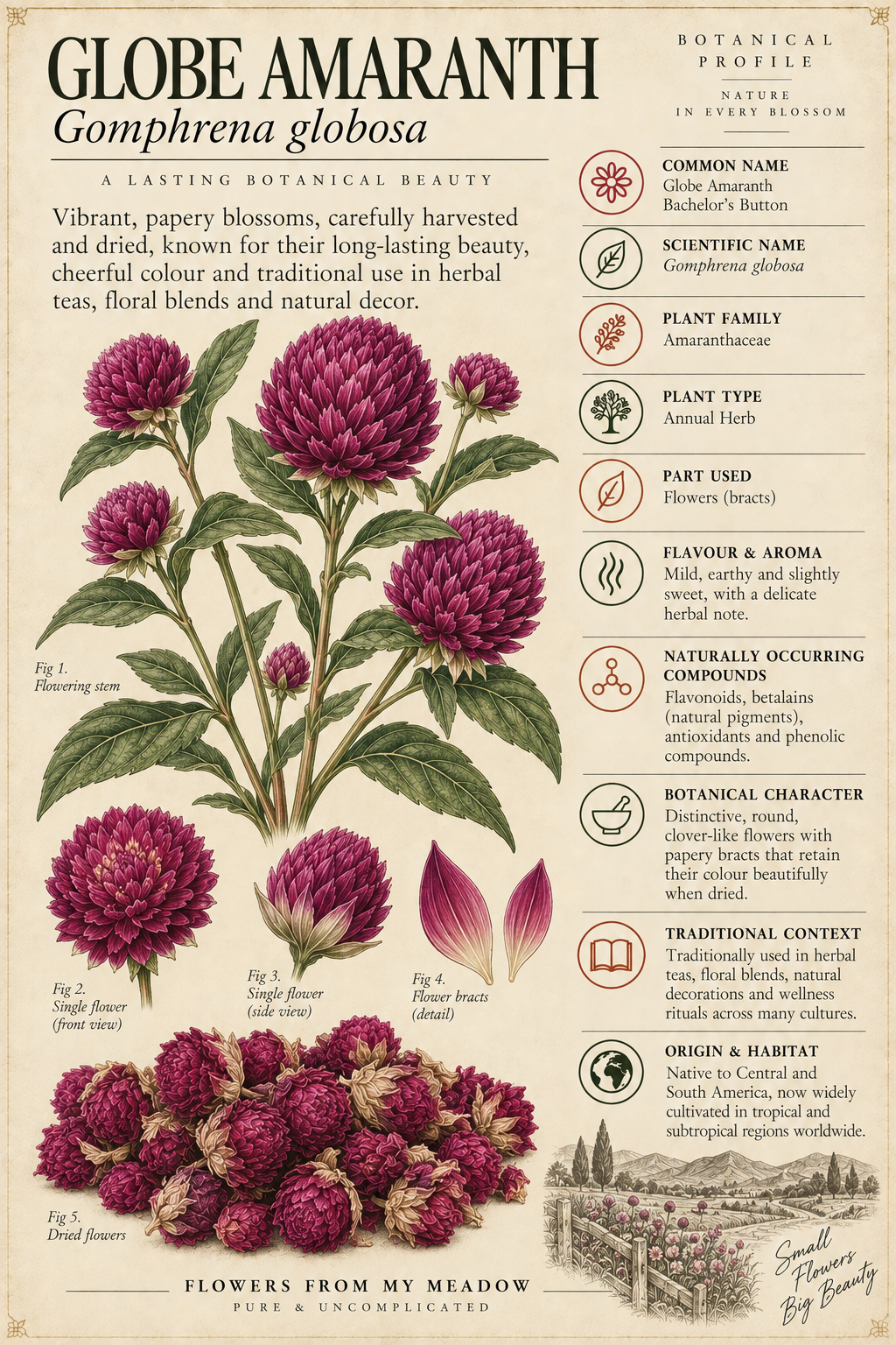 Vintage botanical profile of Globe Amaranth showing Gomphrena globosa flowers, dried blossoms and key botanical information