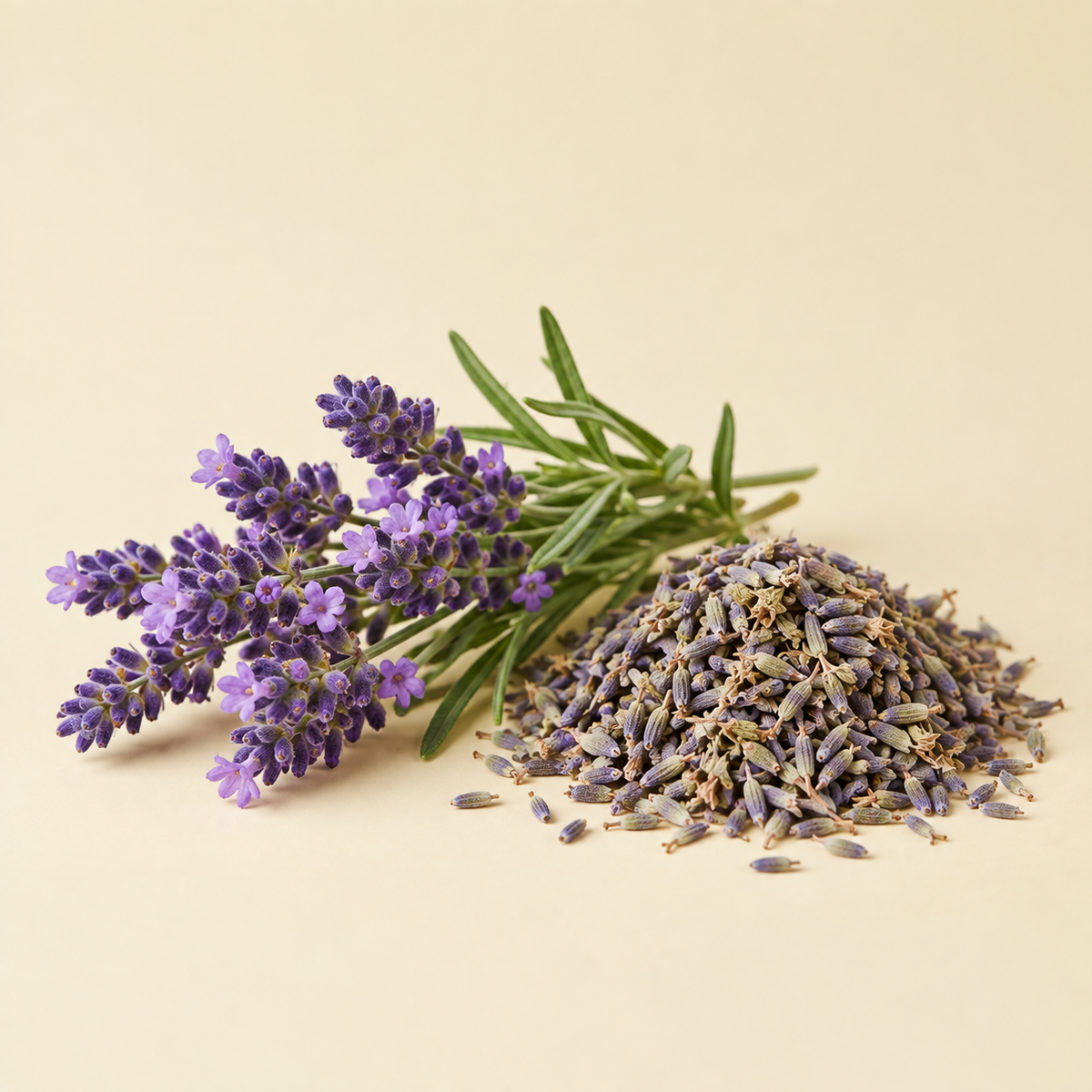 Lavender botanical