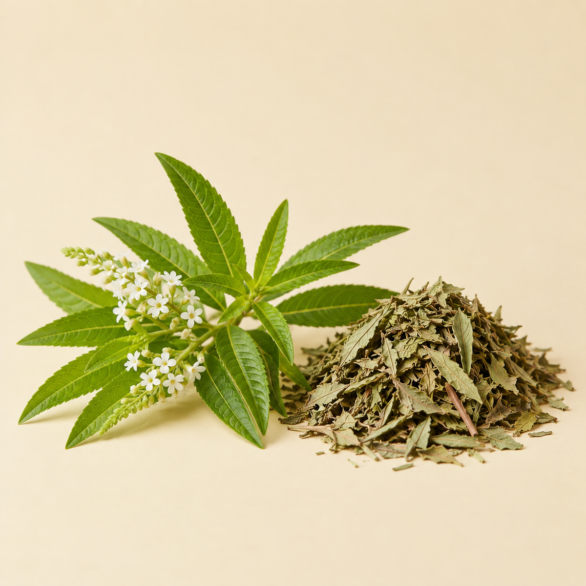 Lemon Verbena botanical