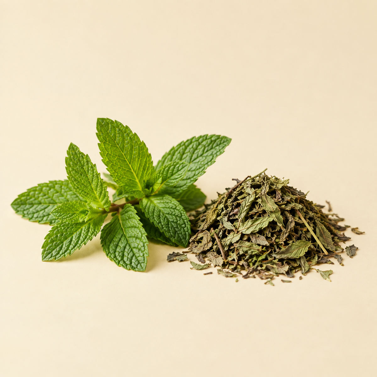 Peppermint botanical