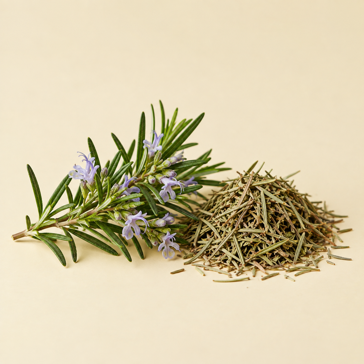 Rosemary botanical
