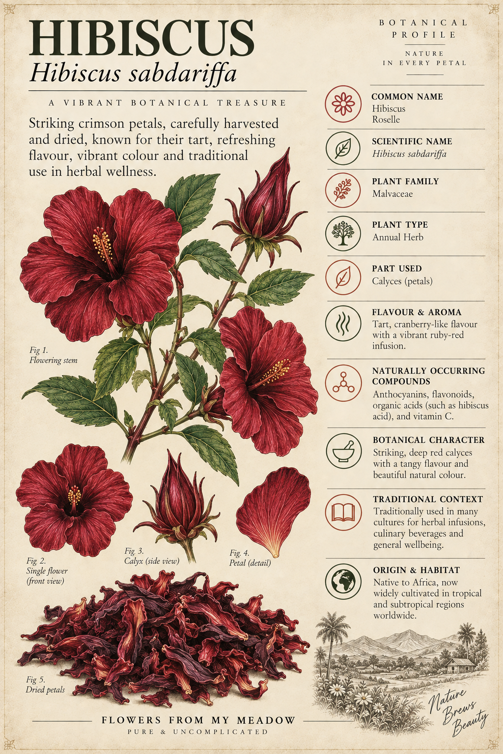 Hibiscus Flowers botanical profile