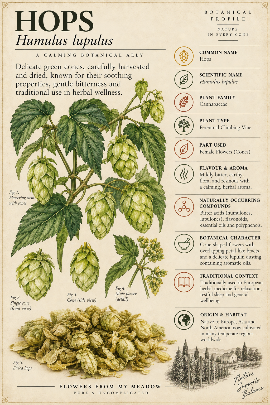 Hops Flowers botanical profile