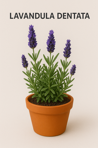 Potted plant of Lavandula dentata with purple flowers on a beige background
