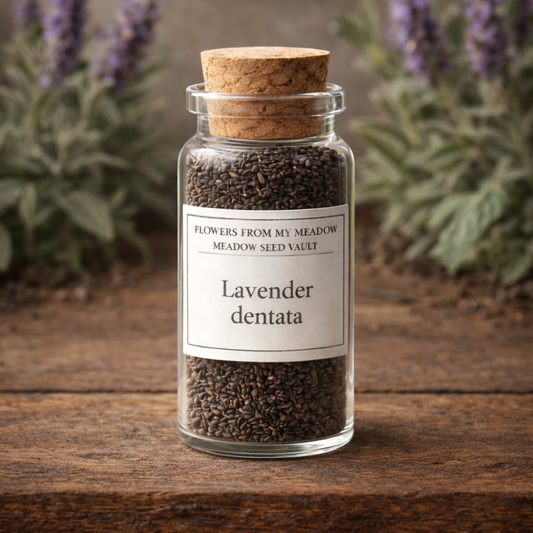 Glass jar with cork lid containing lavender dentata seeds on a wooden surface with blurred lavender plants in the background.