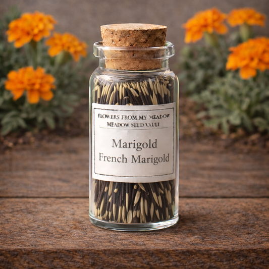 Glass jar with cork lid containing marigold seeds on a wooden surface with marigold flowers in the background.