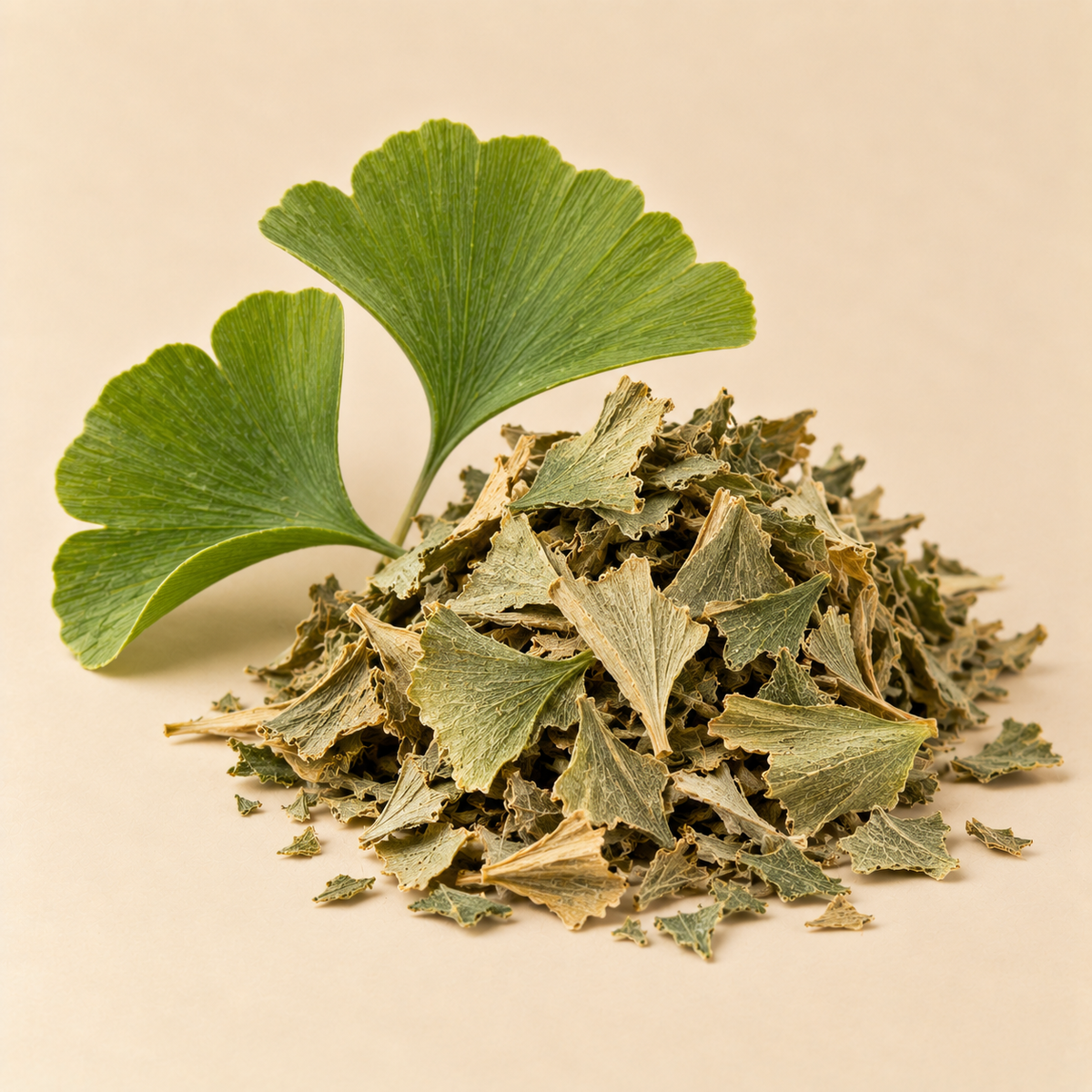 Fresh and dried Ginkgo Biloba leaves used in Memory Zest Tea Blend