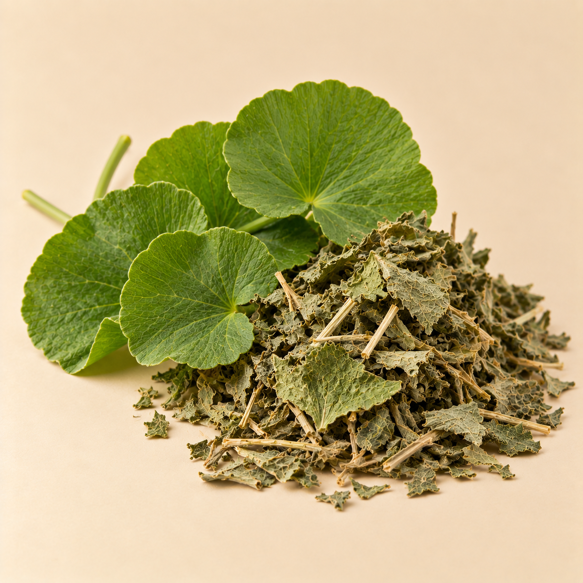 Gotu kola leaves Fresh and dried Gotu Kola leaves used in Memory Zest Tea Blend