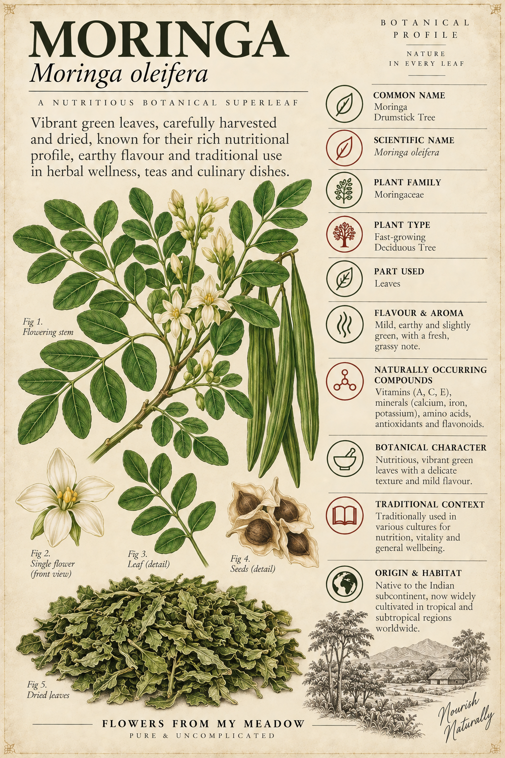 Vintage botanical profile of Moringa showing Moringa oleifera leaves, flowers, seeds and dried leaves with key botanical information