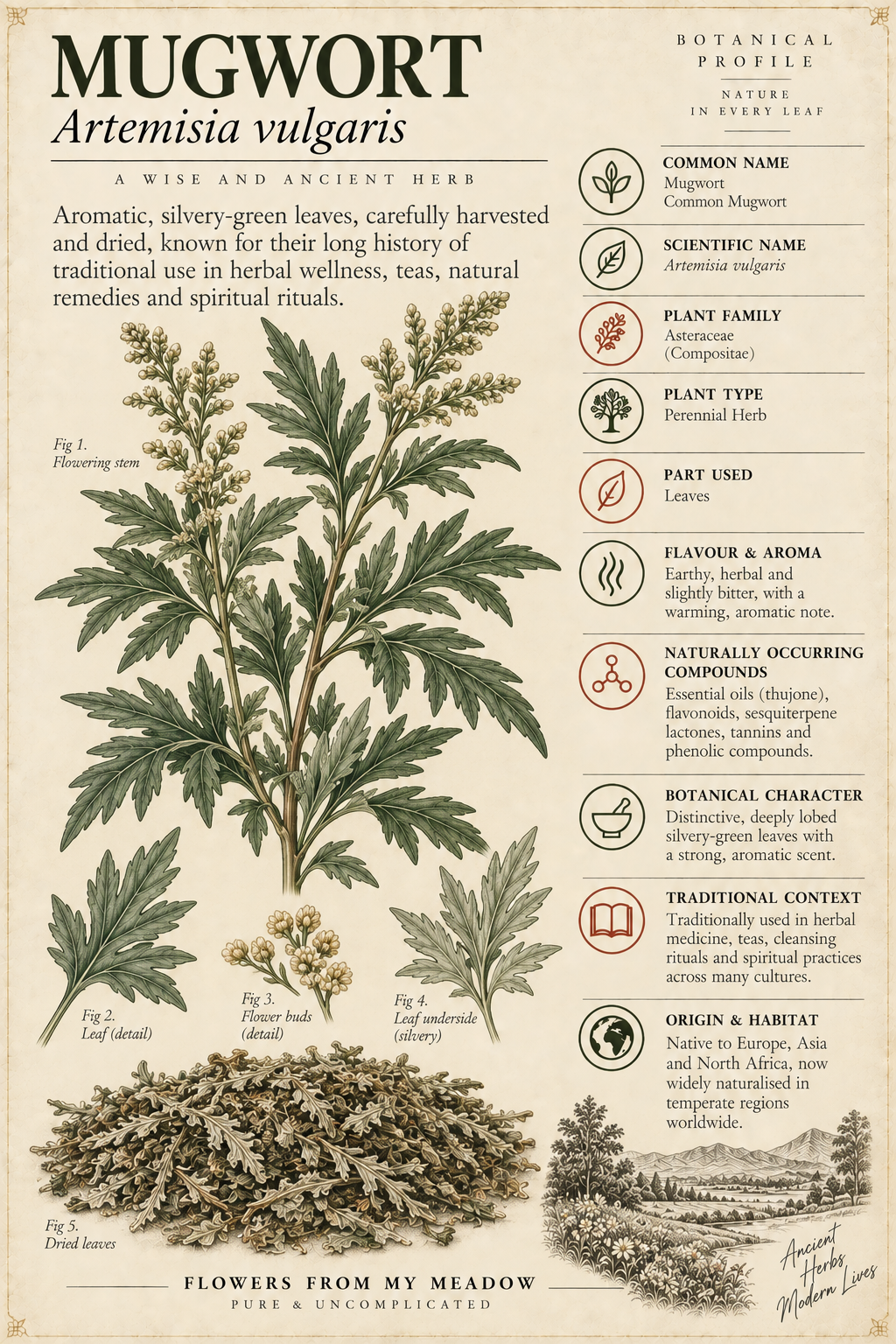 Vintage botanical profile of Mugwort showing Artemisia vulgaris leaves, flowering stems, dried herb and key botanical information