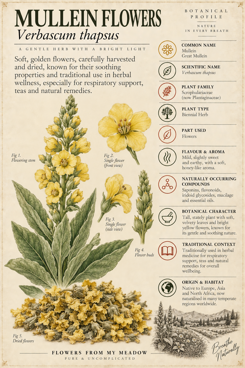 Vintage botanical profile of Mullein Flowers showing Verbascum thapsus yellow flowers, dried blossoms and key botanical information