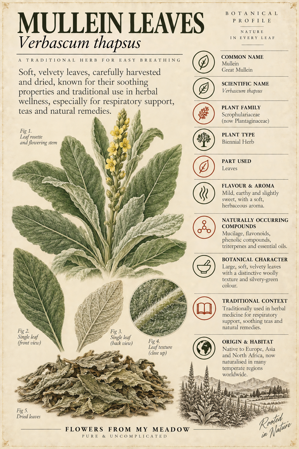 Vintage botanical profile of Mullein Leaves showing Verbascum thapsus leaves, dried herb and key botanical information