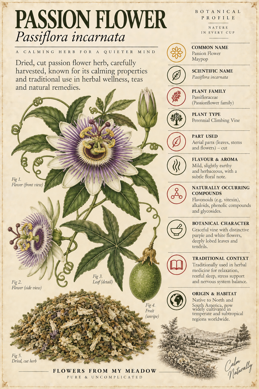 Vintage botanical profile of Passionflower showing Passiflora incarnata flowers, leaves, vine and dried cut herb with key botanical information
