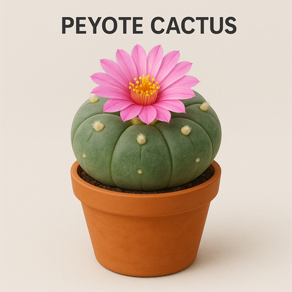 Potted Peyote Cactus with a pink flower on a beige background