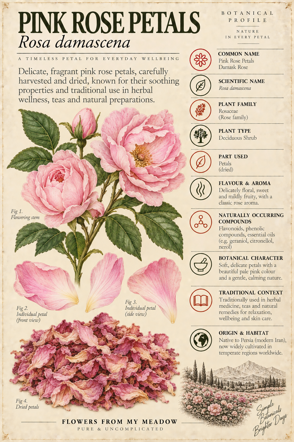 Vintage botanical profile of Pink Rose Petals showing Rosa damascena flowers, dried petals and key botanical information