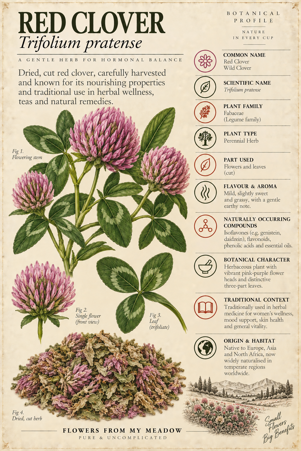 Vintage botanical profile of Red Clover showing Trifolium pratense flowers, leaves, dried herb and key botanical information