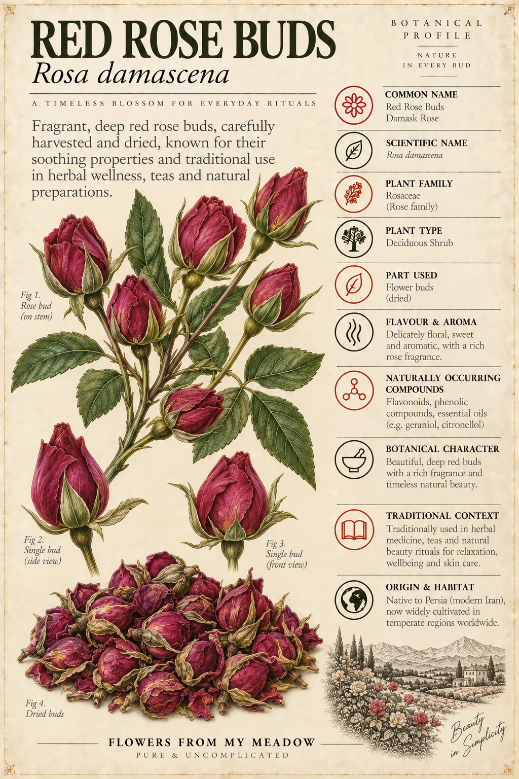 Vintage botanical profile of Red Rose Buds showing Rosa damascena buds, dried rose buds and key botanical information
