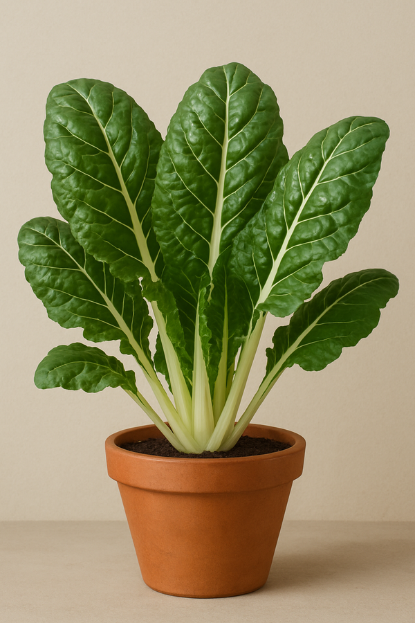 Swiss Chard (Green) (Beta vulgaris var. cicla)