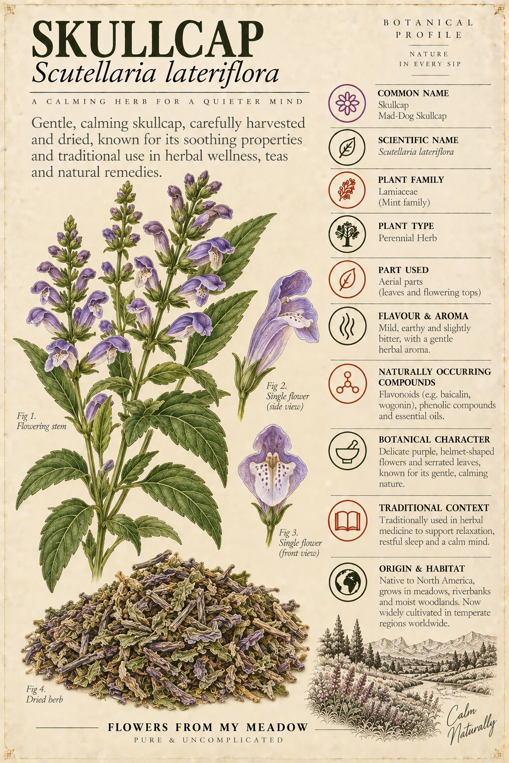 Vintage botanical profile of Skullcap showing Scutellaria lateriflora flowers, leaves, dried herb and key botanical information