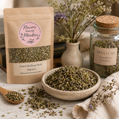 Dried Skullcap Herb with Scutellaria lateriflora in a botanical apothecary setting