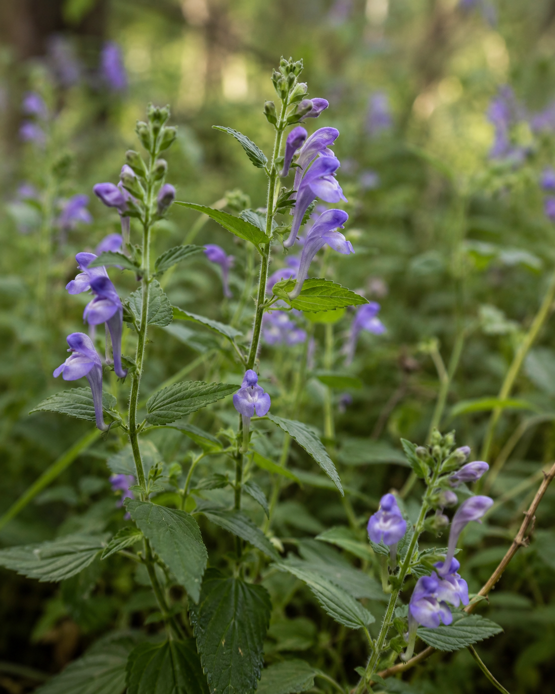 Skullcap Scutellaria lateriflora with blue-violet flowers growing in a natural woodland setting