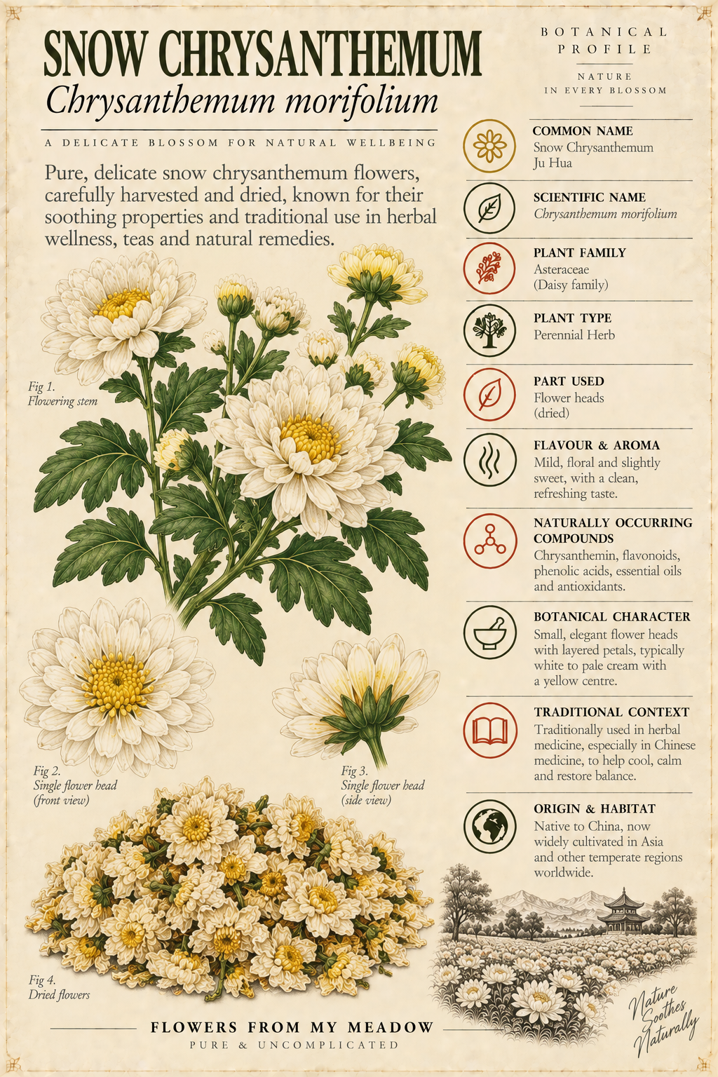 Vintage botanical profile of Snow Chrysanthemum showing Chrysanthemum morifolium flowers, dried blossoms and key botanical information
