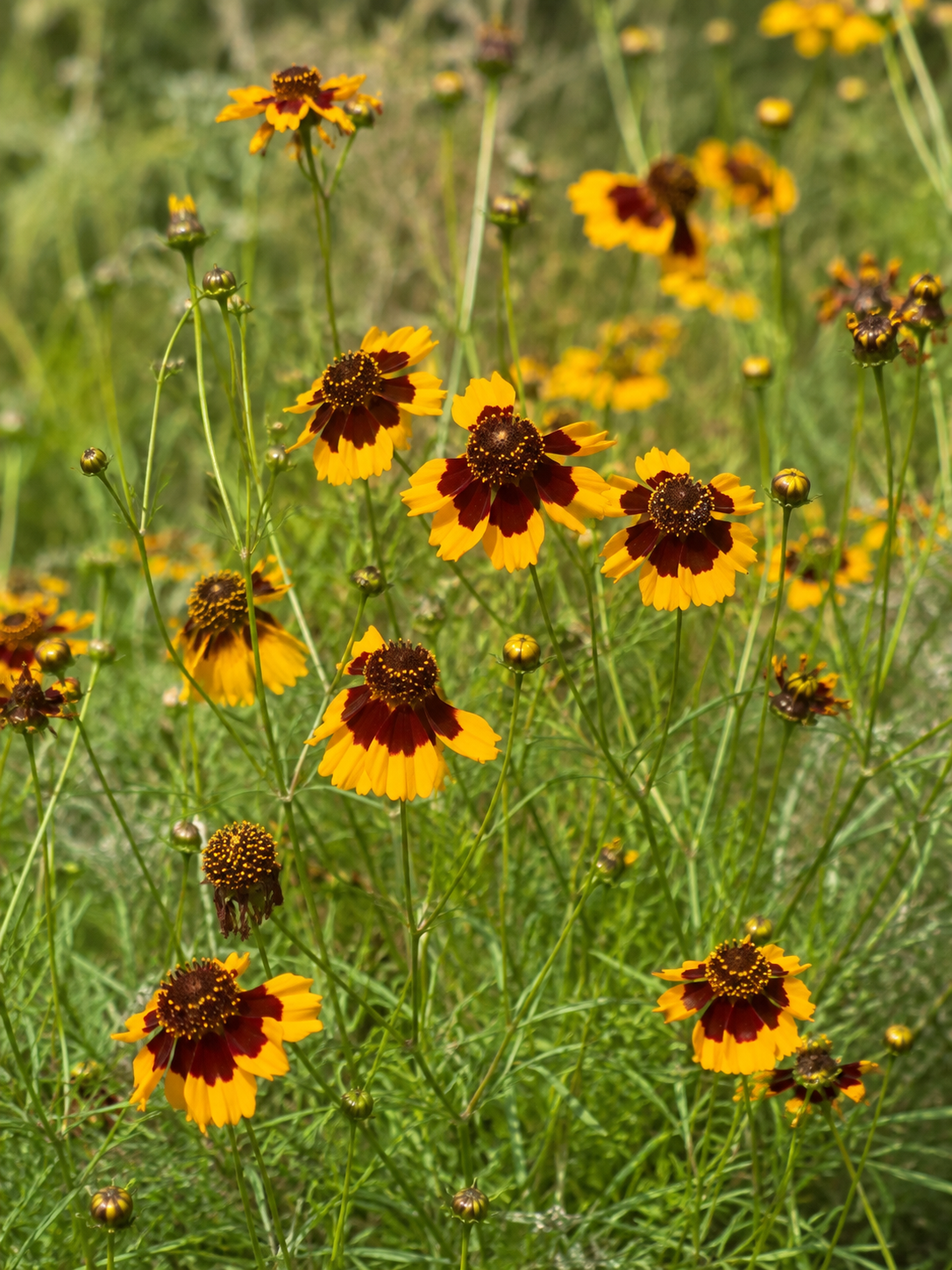 Snow Chrysanthemum (Coreopsis tinctoria) flowering naturally with golden-yellow and deep maroon blooms