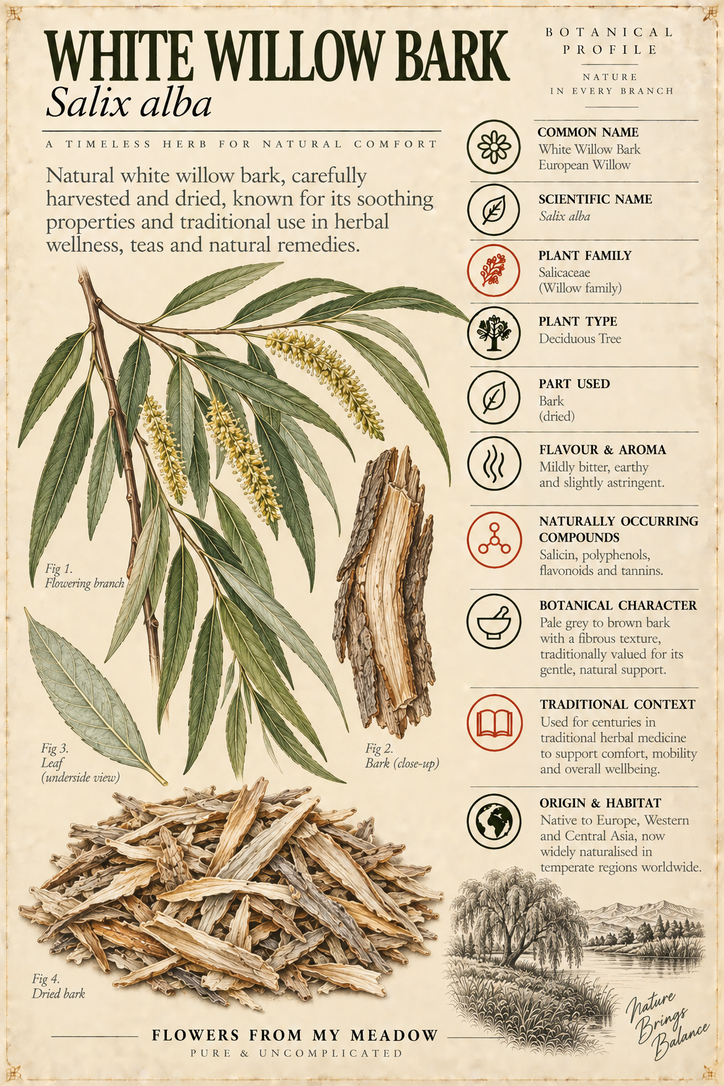 Vintage botanical profile of White Willow Bark showing Salix alba branches, leaves, bark and dried bark with key botanical information